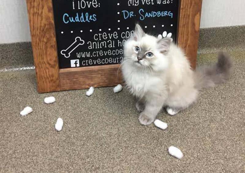 Cat Veterinary Care, Creve Coeur