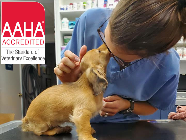 Aaha accredited veterinary 2024 hospitals near me