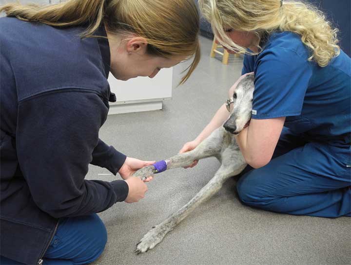 Emergency Veterinary Care