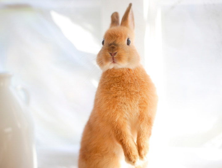 Rabbit Boarding