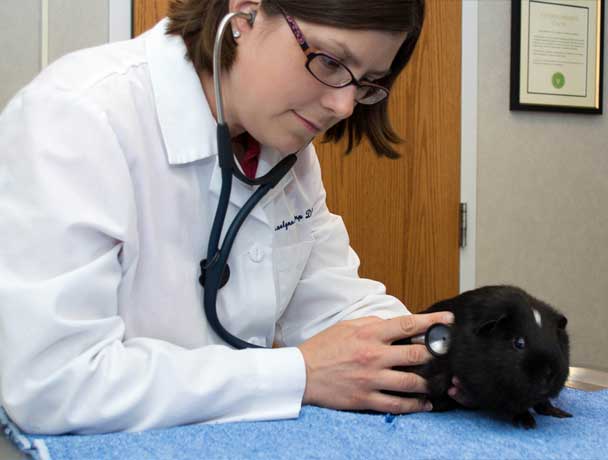 Saint Louis Small Animal Veterinarian